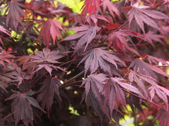 Japanese Maple Tree Yasemin