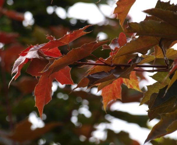 Fairview Norway Maple Tree