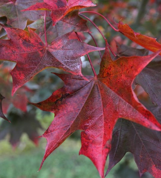 Crimson Sunset Maple