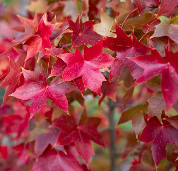 Ruby Sunset Maple Tree