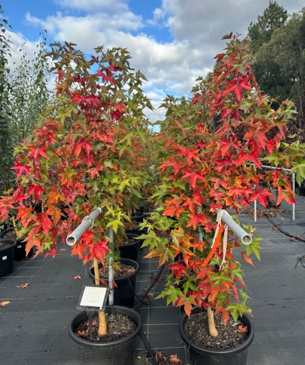 Urban Sunset Maple Tree