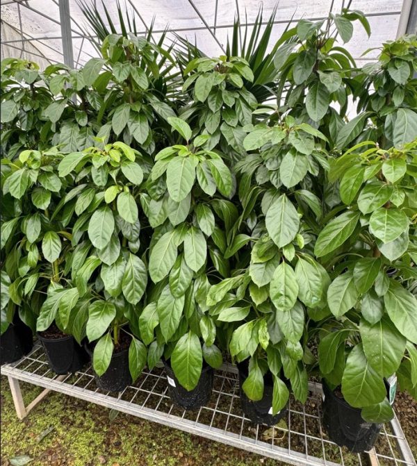 Dwarf Queensland Umbrella Tree