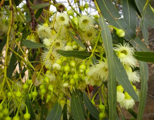 Yellow Gum connata