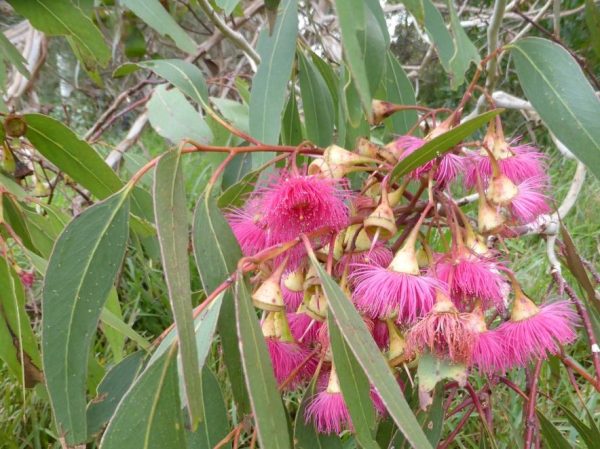 Large Fruited Yellow Gum