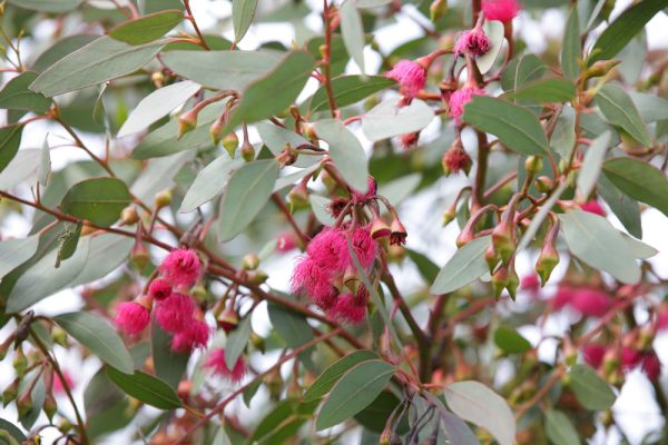 Pink Flowering Gum