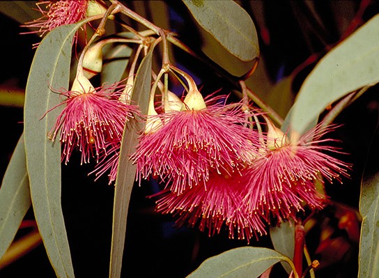 Yellow Gum