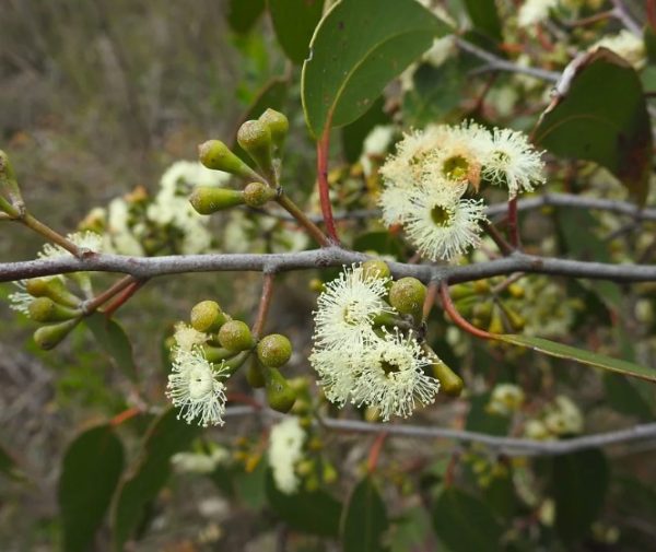 Messmate Stringybark