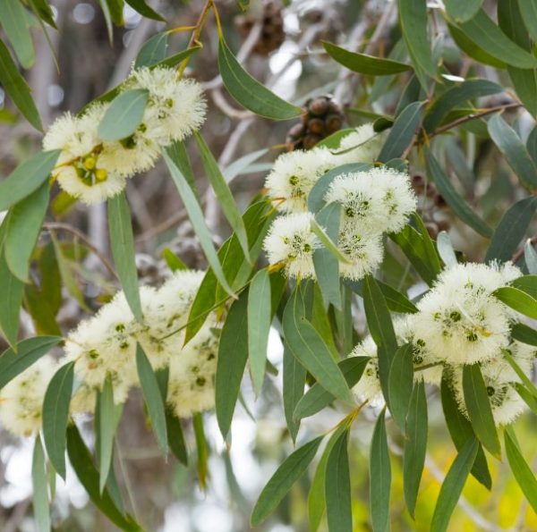 Swamp Gum