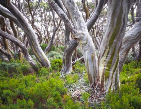 Snow Gum