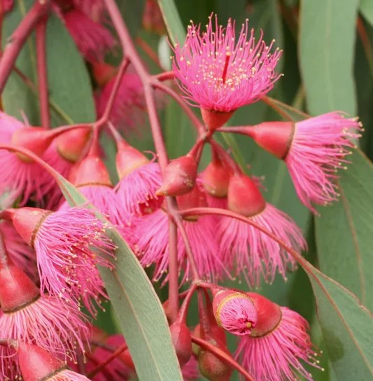 Pink Flowering Ironbark