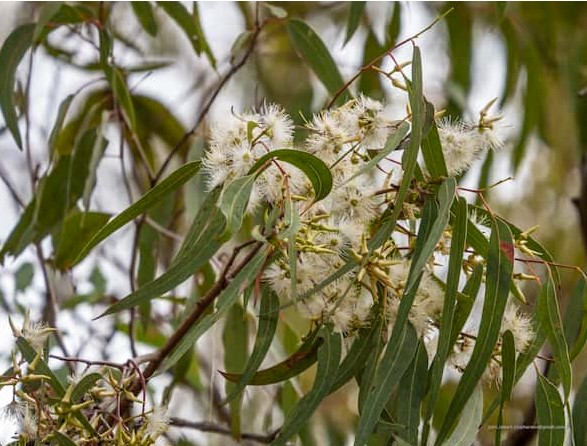 Forest Red Gum