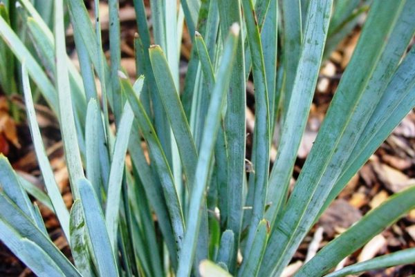 Lomandra Blue Ridge