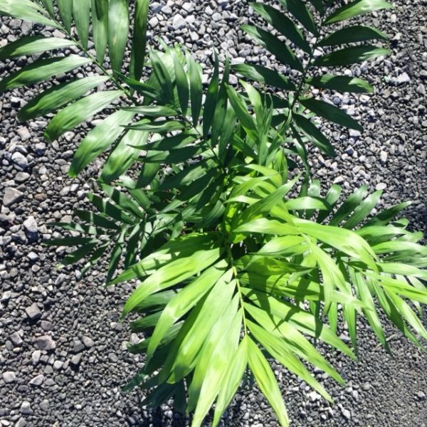 Parlour Palm