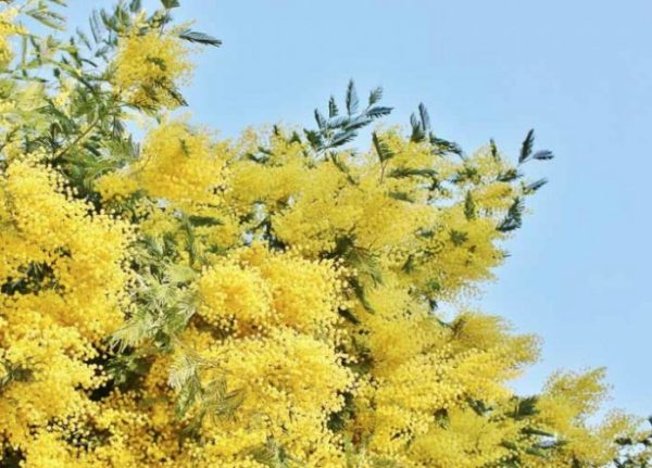 Acacia dealbata Silver Wattle