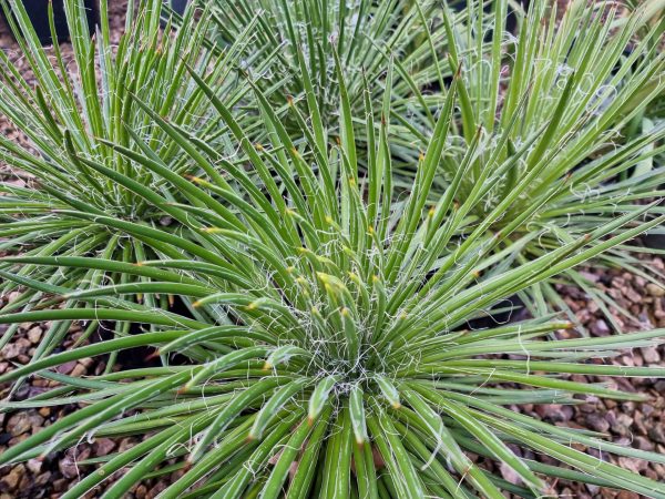 Two Flowered Agave