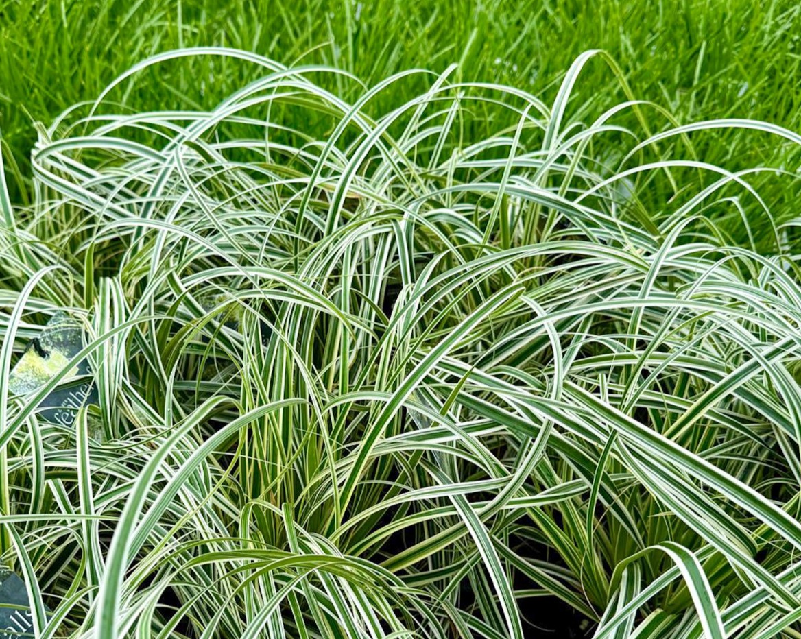Carex Feather Falls