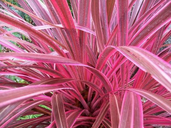 Cordyline Pink Passion