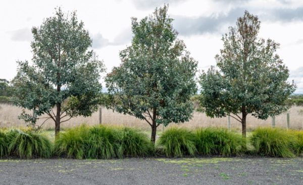 Lemon Scented Gum Warneet