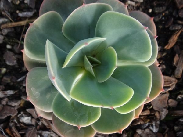 Echeveria imbricata