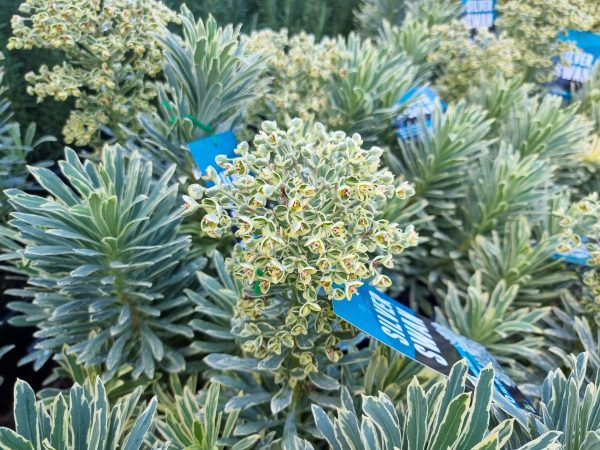 Euphorbia characias Silver Swan