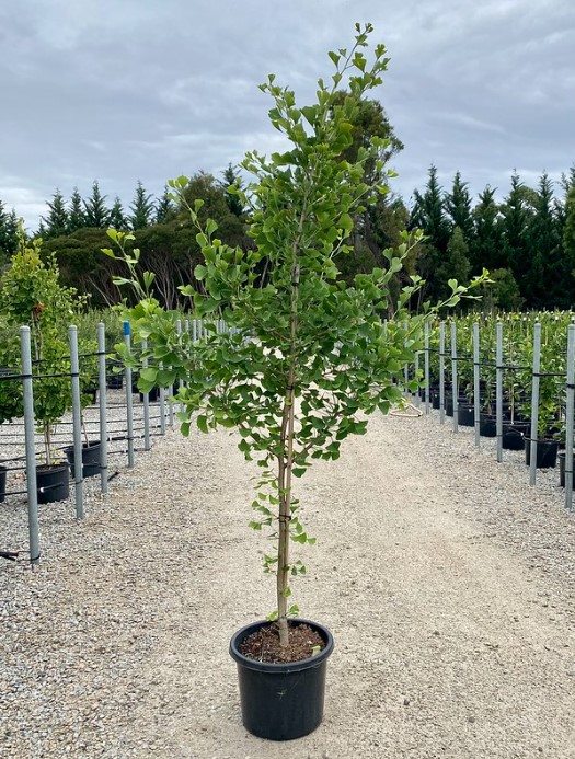 Ginkgo Piedmont Pillar