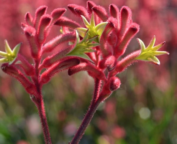 Kangaroo Paw Bush Crystal