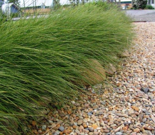 Lomandra Wingarra