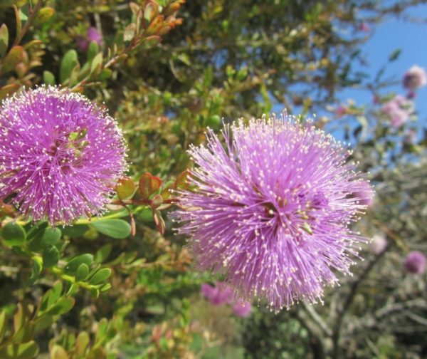 Showy Honeymyrtle