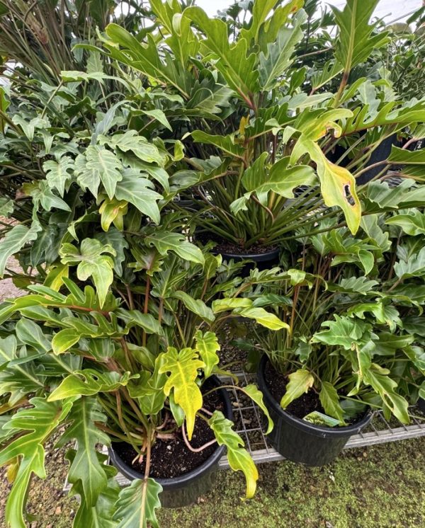 Philodendron Xanadu 30cm