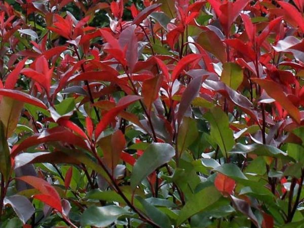 Photinia fraseri Red Robin