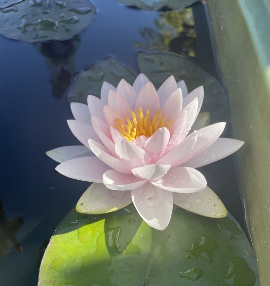 Pink Waterlily