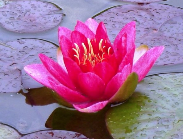 Red Waterlily