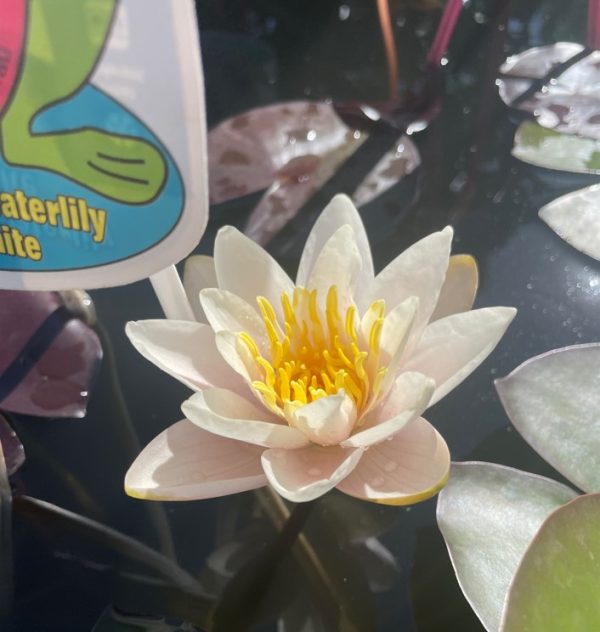 Waterlily