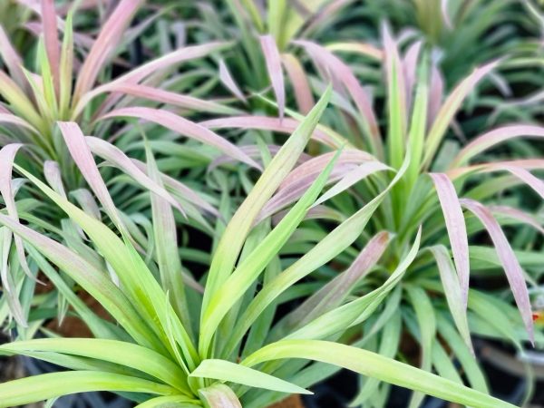 Soft Leaved Yucca