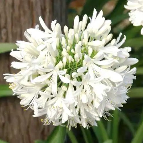 Agapanthus Snowball