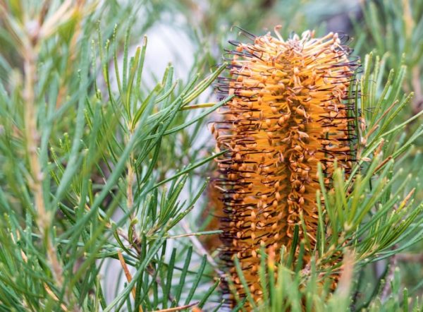 Banksia Honeyeater Delight