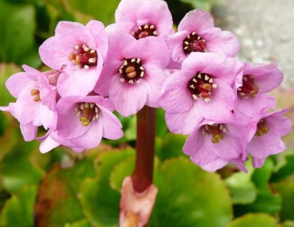 Bergenia cordifolia Pink Heartleaf