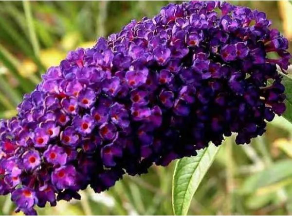 Buddleja Black Knight Butterfly Bush