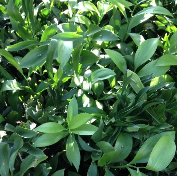 Ruscus hypoglossum Butchers Broom