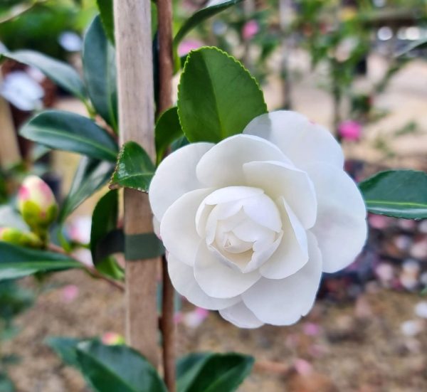 Camellia Early Pearly