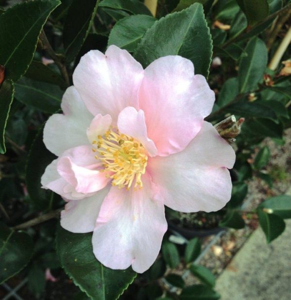 Camellia Edna Butler