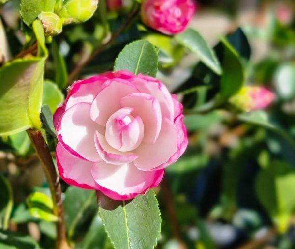 Camellia Paradise Blush