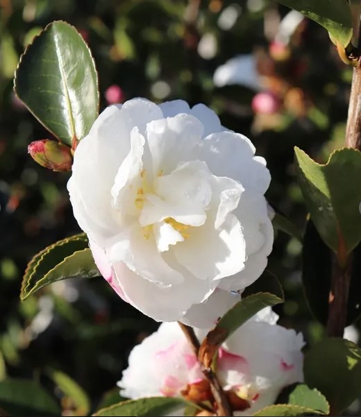Camellia sasanqua Asakura