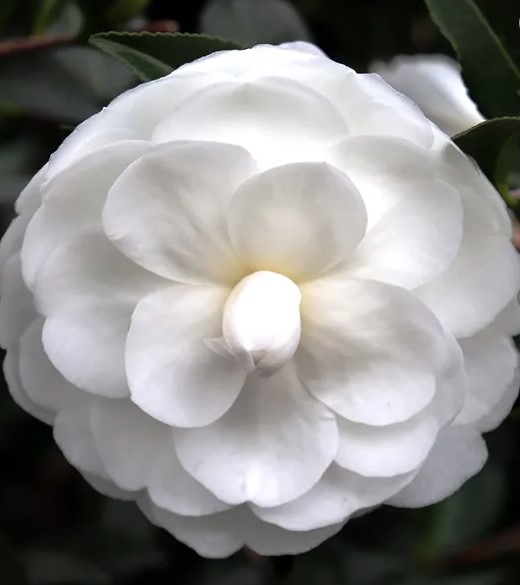 Camellia Early Pearly