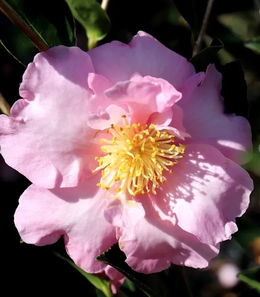Camellia Edna Butler