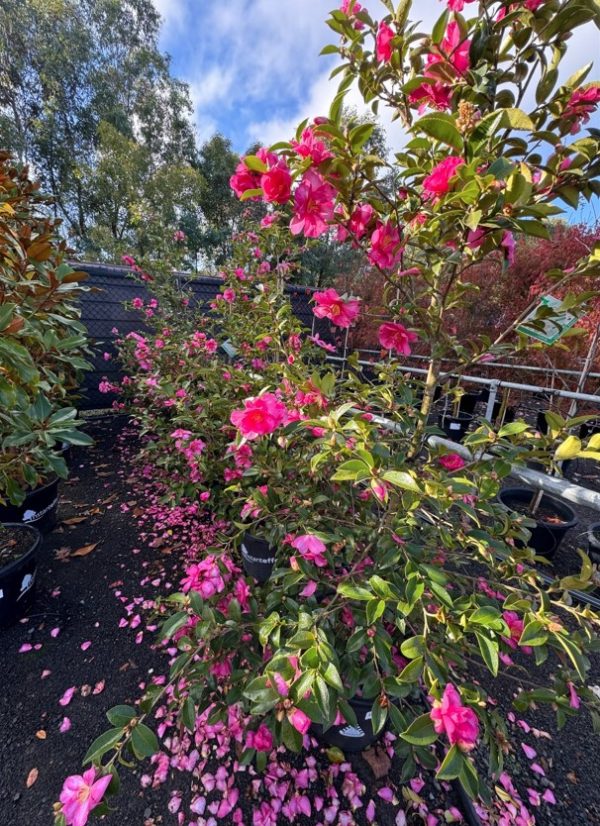Camellia hiemalis Hiryu