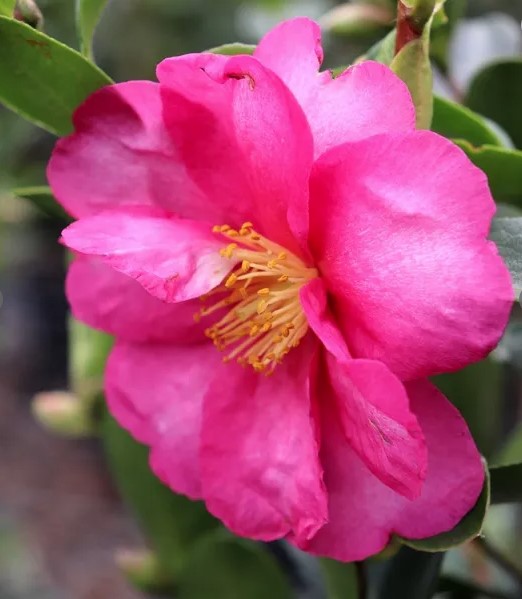 Camellia hiemalis Hiryu