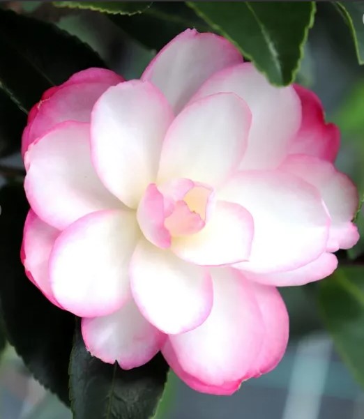 Camellia sasanqua Paradise Blush