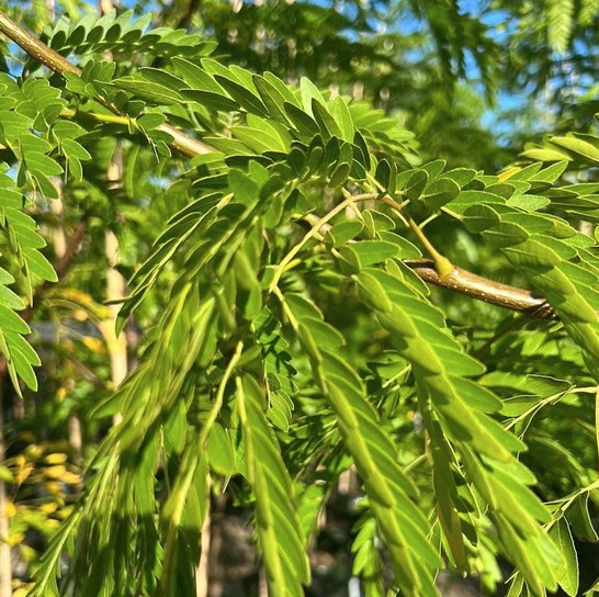 Gleditsia Shademaster