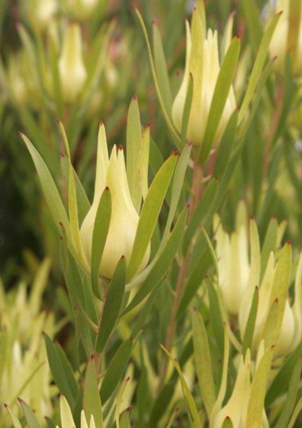 Leucadendron Yellow Devil